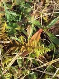 Attēlu rezultāti vaicājumam “Abietinella abietina”