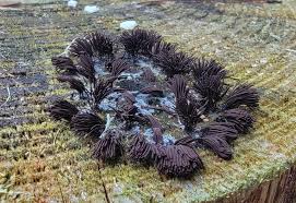 Attēlu rezultāti vaicājumam “Physarum diderma”