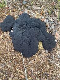 Attēlu rezultāti vaicājumam “Comatricha sp.”