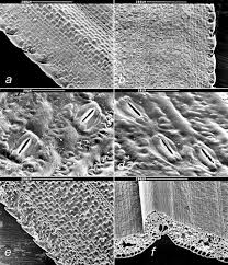 Attēlu rezultāti vaicājumam “Carex chordorhiza”