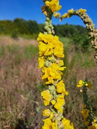 Attēlu rezultāti vaicājumam “Verbascum thapsus fruit”