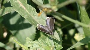 Attēlu rezultāti vaicājumam “Everes argiades female”