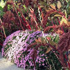 Attēlu rezultāti vaicājumam “Amaranthaceae”