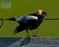 Image result for Dolichonyx oryzivorus