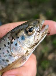 Image result for Salmo ciscaucasicus