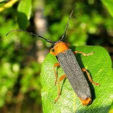 Attēlu rezultāti vaicājumam “Oberea oculata”