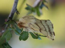 Attēlu rezultāti vaicājumam “Malacosoma castrensis male”