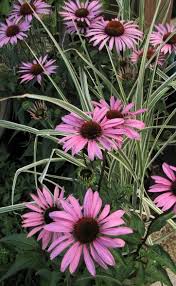 Image result for Echinacea Lustre hybrids