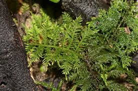 Attēlu rezultāti vaicājumam “Thuidium”