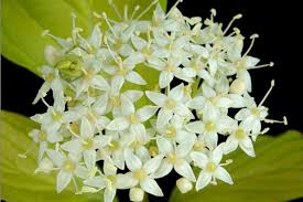 Attēlu rezultāti vaicājumam “Cornus alba”