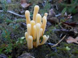 Attēlu rezultāti vaicājumam “Clavaria argillacea”