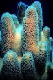 Coral - Wikipedia, the free encyclopedia