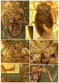 Attēlu rezultāti vaicājumam “Endomychidae”