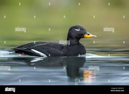 Attēlu rezultāti vaicājumam “Melanitta fusca”