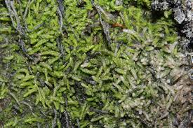 Attēlu rezultāti vaicājumam “Odontoschisma sphagni”