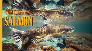 Image result for Oncorhynchus tshawytscha