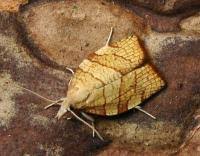 Attēlu rezultāti vaicājumam “Pandemis corylana”