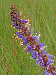 Attēlu rezultāti vaicājumam “Aphis confusa”