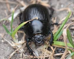 Attēlu rezultāti vaicājumam “Geotrupes”