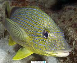 Image result for Haemulon sciurus