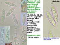 Attēlu rezultāti vaicājumam “Rutstroemia firma”