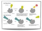 IB Biology Notes - Enzymes HL