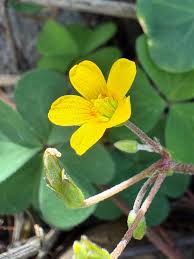 Attēlu rezultāti vaicājumam “Oxalis corniculata”