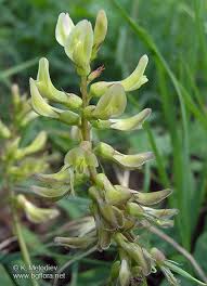Attēlu rezultāti vaicājumam “Astragalus glycyphyllos flower”