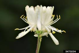 Attēlu rezultāti vaicājumam “Lonicera xylosteum flower”