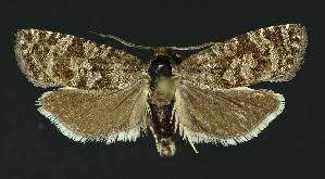 Attēlu rezultāti vaicājumam “Retinia resinella”