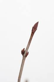 Attēlu rezultāti vaicājumam “Viburnum opulus bud”