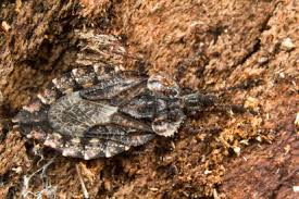 Attēlu rezultāti vaicājumam “Aradus betulae”