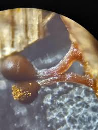 Attēlu rezultāti vaicājumam “Hemitrichia calyculata macro”