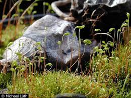 Attēlu rezultāti vaicājumam “Leptobryum pyriforme”