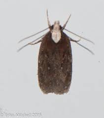 Attēlu rezultāti vaicājumam “Depressaria depressana”