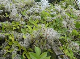 Attēlu rezultāti vaicājumam “Ranunculaceae”