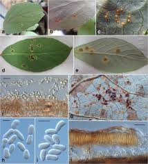 Attēlu rezultāti vaicājumam “Melampsora populnea”