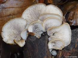 Attēlu rezultāti vaicājumam “Lentinellus ursinus”