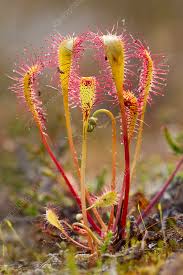 Attēlu rezultāti vaicājumam “Drosera anglica fruit”