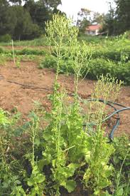 Attēlu rezultāti vaicājumam “Lactuca sativa flower”