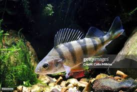 Attēlu rezultāti vaicājumam “Perca fluviatilis”