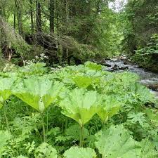 Attēlu rezultāti vaicājumam “Poa remota leaf”