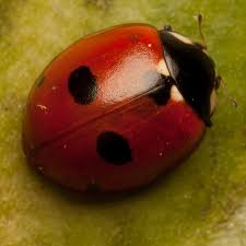 Attēlu rezultāti vaicājumam “Coccinella quinquepunctata”