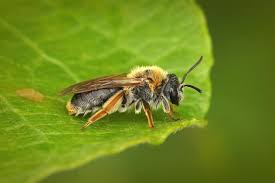 Attēlu rezultāti vaicājumam “Andrena haemorrhoa female”