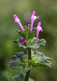 Attēlu rezultāti vaicājumam “Lamium amplexicaule flower”