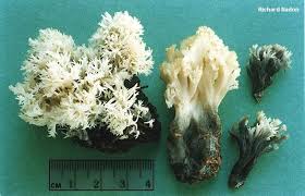 Attēlu rezultāti vaicājumam “Clavulina coralloides”