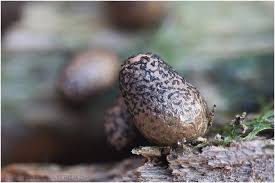 Attēlu rezultāti vaicājumam “Lycogala conicum”