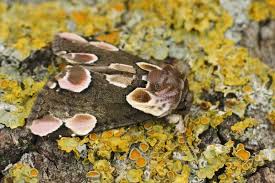 Attēlu rezultāti vaicājumam “Thyatira batis”