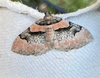 Attēlu rezultāti vaicājumam “Catarhoe rubidata”