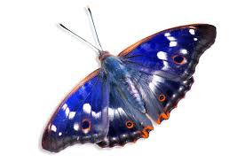 Attēlu rezultāti vaicājumam “Apatura ilia”